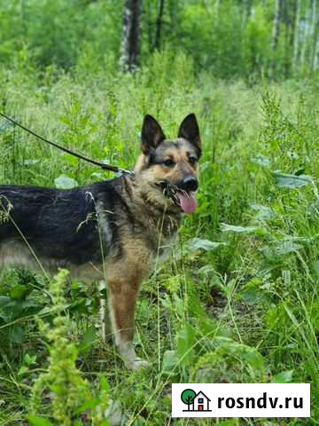 Собаки бесплатно в добрые руки Санкт-Петербург - изображение 1
