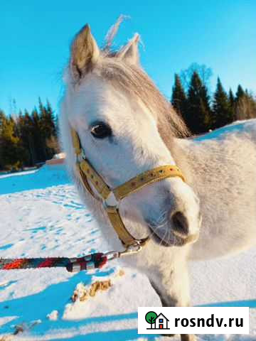Безумно красивая мини пони Москва - изображение 1