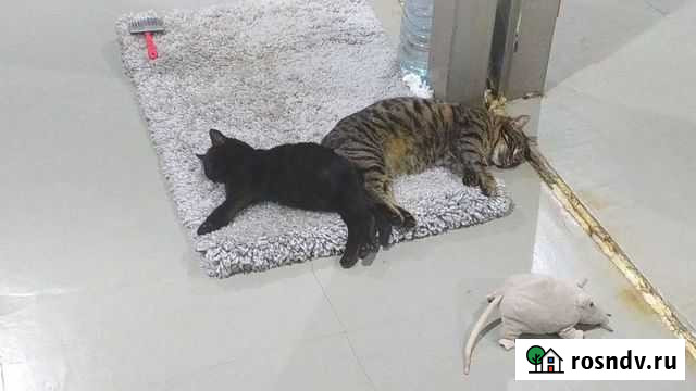 Котенок в добрые руки бесплатно Истра - изображение 1