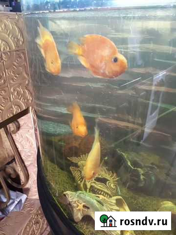 Акар бирюзовый, попугаи и северум Черкесск - изображение 1