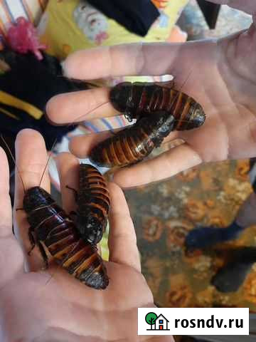Мадагаскарские шипящие тараканы Ейск - изображение 1