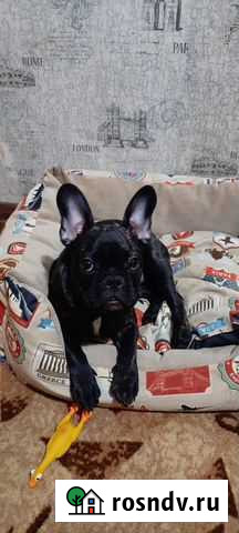 Французский бульдог щенок девочка Лобня - изображение 1