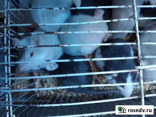 Мышки-Голышки Астрахань - изображение 1