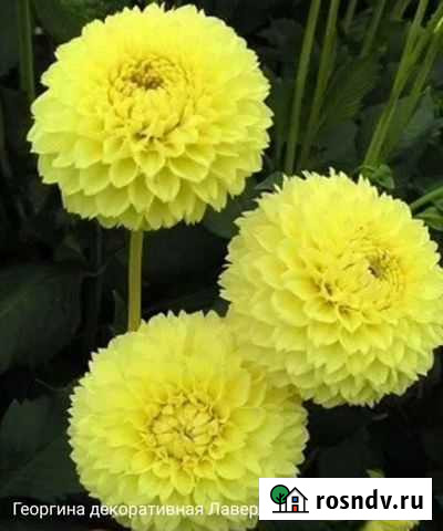 Георгины клубни Красноярск - изображение 1