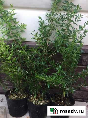 Мирт Волгодонск - изображение 1