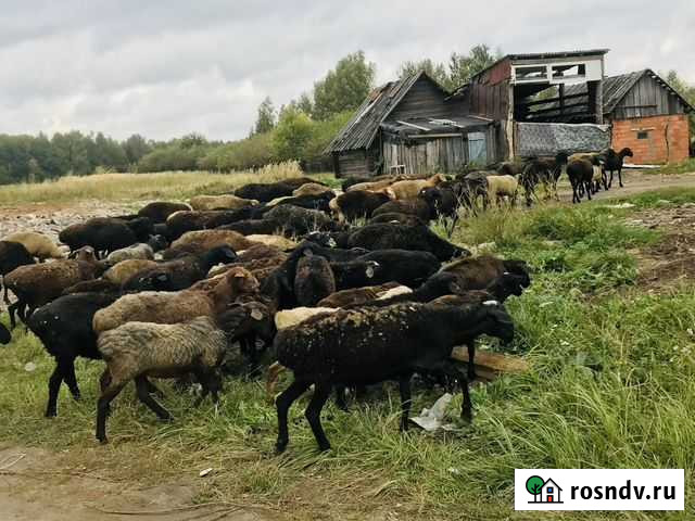 Курдючные бараны овцы Лысково - изображение 1