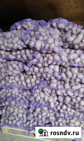 Картофель Липецк - изображение 1