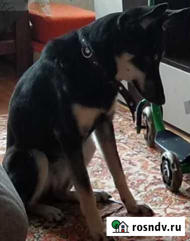 Собака Санкт-Петербург - изображение 1