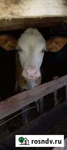 Тёлочка Богучар - изображение 1