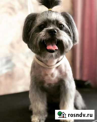 Грумер Мурино - изображение 1