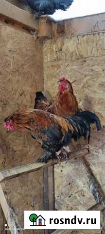 Петухи Приладожский - изображение 1