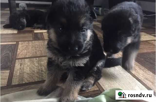 Девочки-немочки) Нижний Новгород - изображение 1