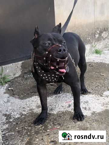 Питбуль Махачкала - изображение 1