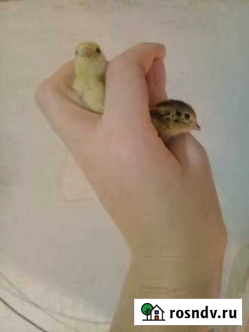 Перепел Александровское - изображение 1