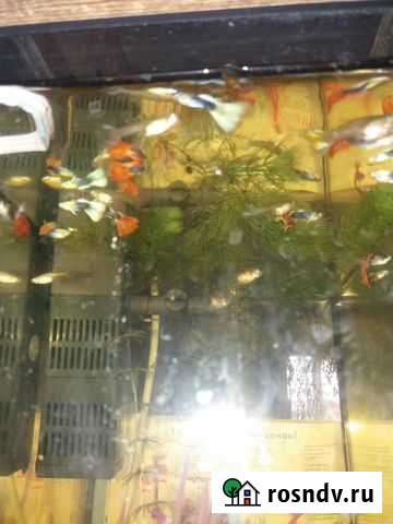 Живая рыба.гуппики Назарово - изображение 1