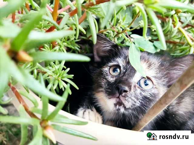 Котята в добрые руки Линево - изображение 1