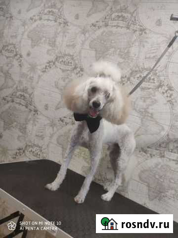 Мальчик карликовый пудель на вязку Муромцево - изображение 1