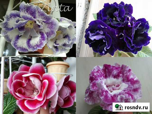 Глоксниии крупноцветковые Екатеринбург - изображение 1