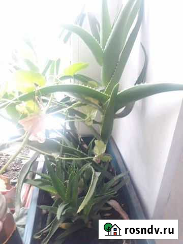 Алоэ для мазей, настоек и т.д Нижний Новгород - изображение 1