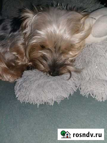 Случка собак Тольятти - изображение 1