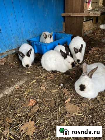 Кролики и крольчата Сочи - изображение 1