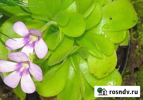 Жирянка Ярославль - изображение 1