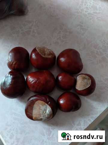 Каштаны Самара - изображение 1