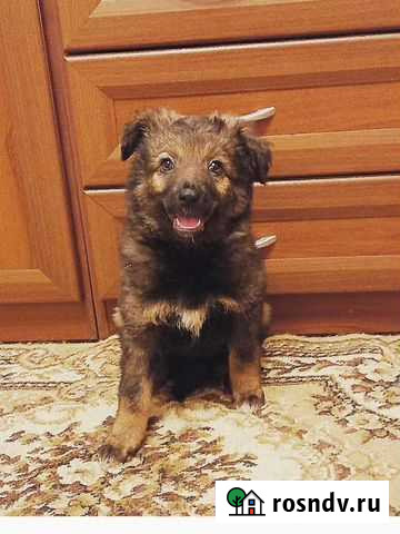 Собака Волгоград - изображение 1