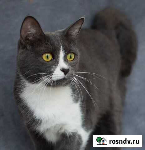 Метис британской породы Ася в дар Москва - изображение 1