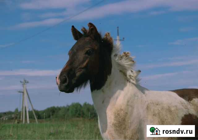 Пони кобылка Вологда - изображение 1