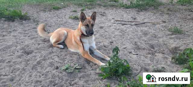 Бельгийская овчарка Северодвинск - изображение 1