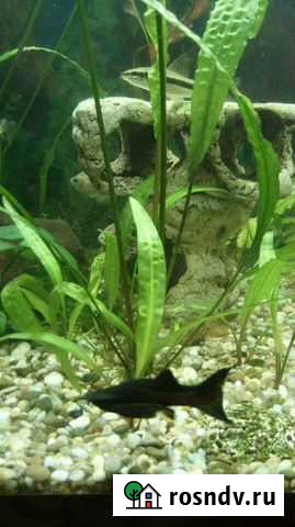 Криптокорина апоногетонолистная Клинцы - изображение 1