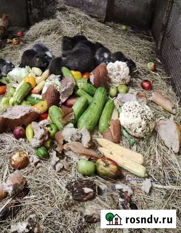 Нутрии Электрогорск - изображение 1