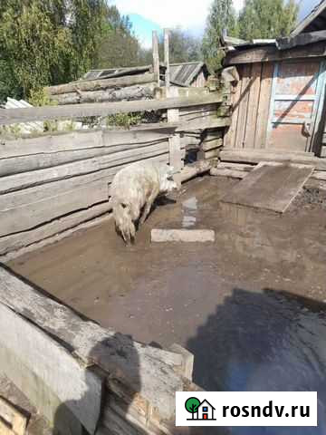 Продается хряк(мангал) Рославль - изображение 1