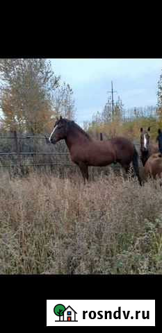 Лошадь жеребец Кушнаренково - изображение 1