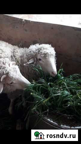 Осталась одна барашка и козы Махачкала - изображение 1