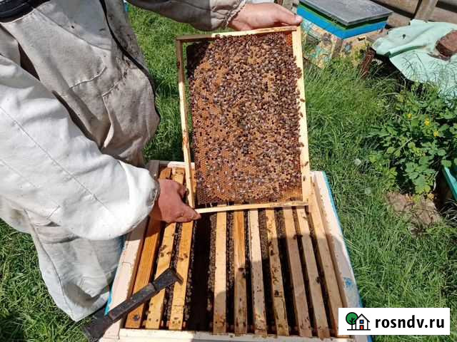 Пчелопакеты Бакфаст Виноградный - изображение 1