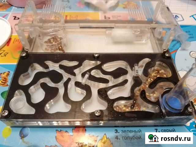 Муравьиная ферма с муравьями Сыктывкар - изображение 1