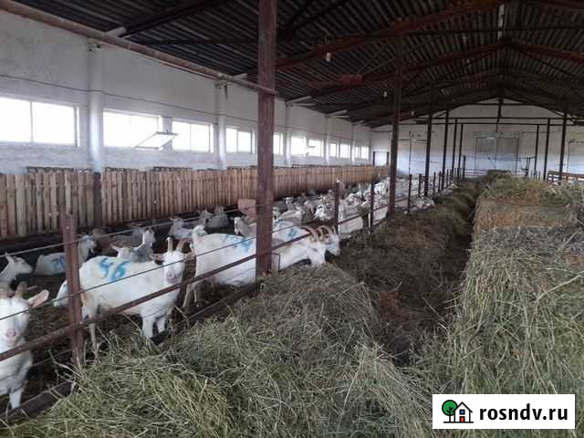 Козы чистокровные Зааненской породы стадо Светлый Яр - изображение 1