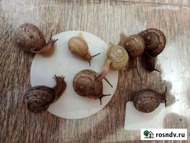 Улитка садовая Казань - изображение 1