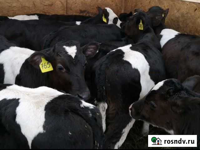 Бычки Иловля - изображение 1