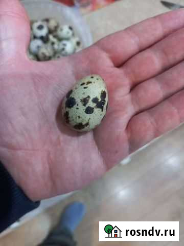 Яйца перепелиные домашние Новозыбков - изображение 1