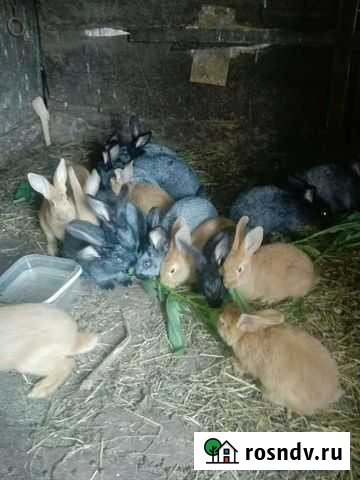 Серебро бургунцы Кемерово - изображение 1