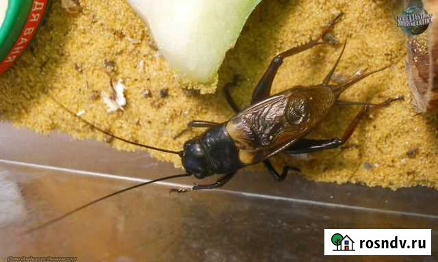 Двуточечный сверчок Новороссийск - изображение 1