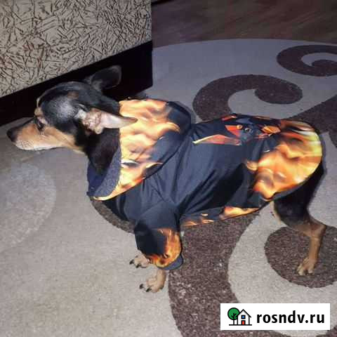 Одежда для маленьких собак Октябрьский - изображение 1