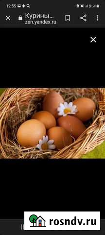 Яйцо домашнее Орск - изображение 1