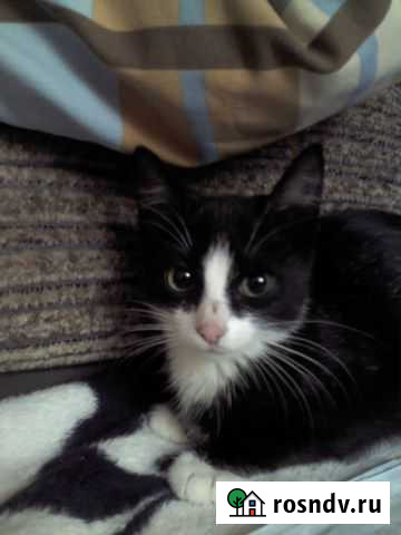 Зоогостиница (передержка животных ) Дубовый Умет - изображение 1