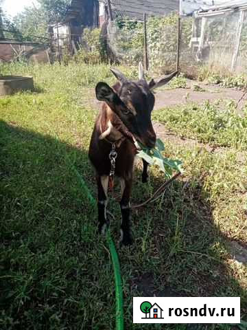 Козочка альпо-ламанча Воронеж - изображение 1