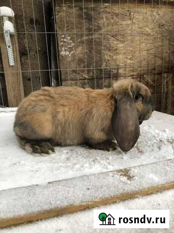 Самец Французского барана Калуга - изображение 1