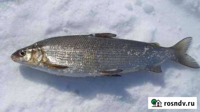 Сиг с/м Печора - изображение 1